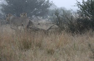 Lions stalk buffalo in the fog at dawn