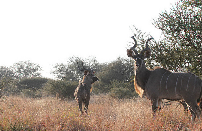 Group of Bil Male kudu clode to road
