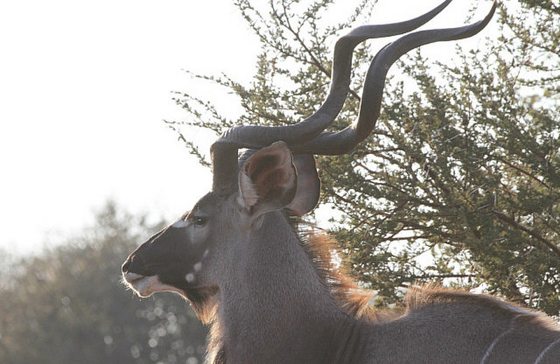 Group of Big Male kudu close to road