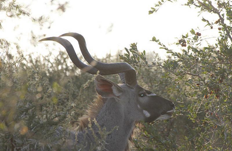 Group of Big Male kudu close to road