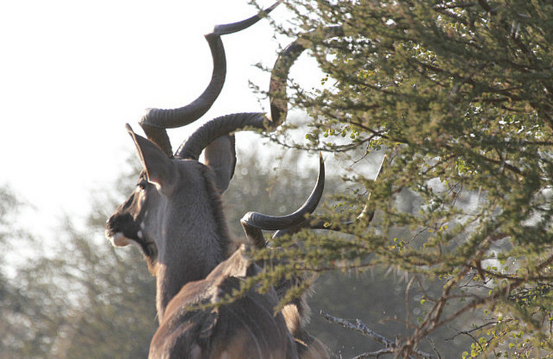  Big Male Kudu, icon of Kruger