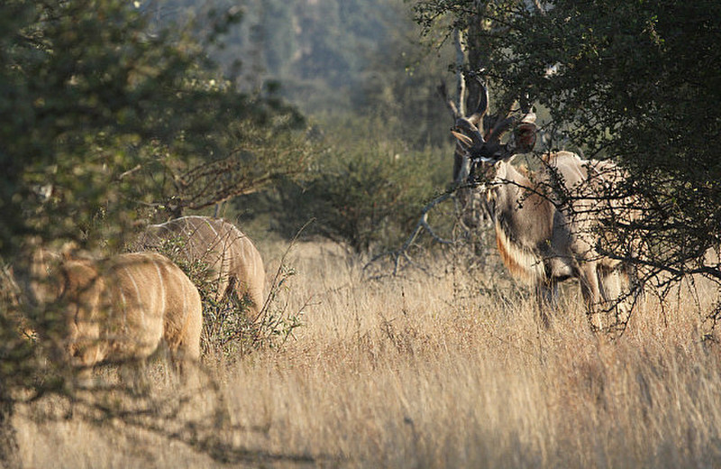  Big Male Kudu, icon of Kruger