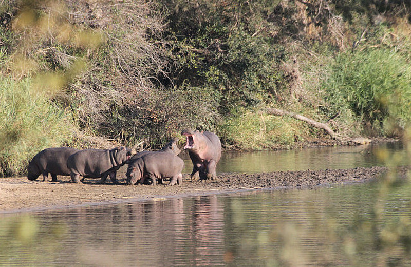 Hippos at play, so wonderful to watch