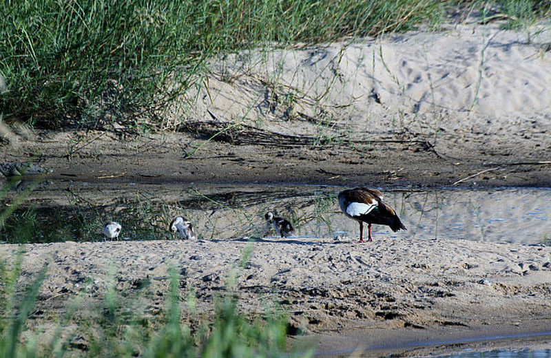 Egyptian Goose with babies -- crocs nearby