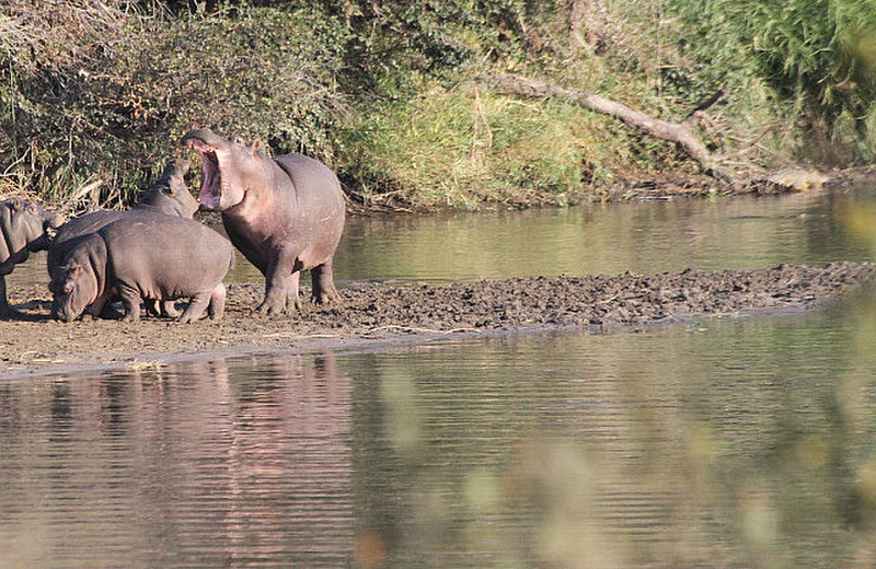 Hippos at play, so hilarious to watch