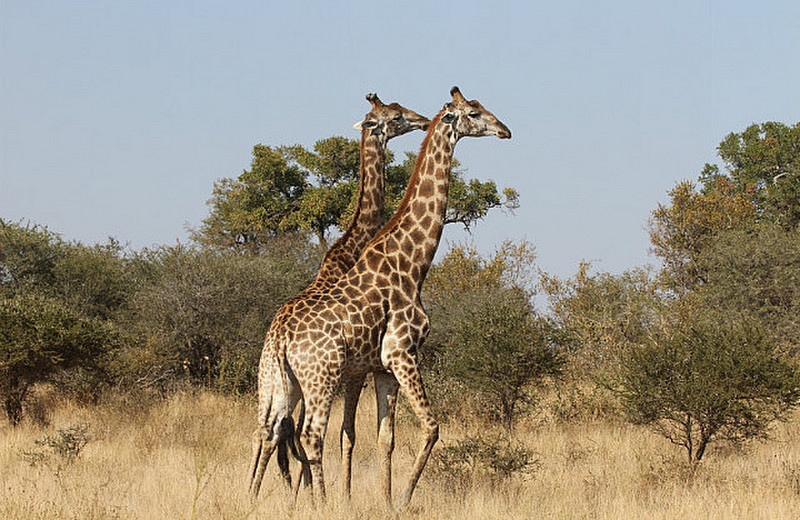 Giraffe fighting for mating rights &#39;necking&#39;
