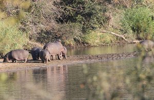 Hippos at play, so wonderful to watch