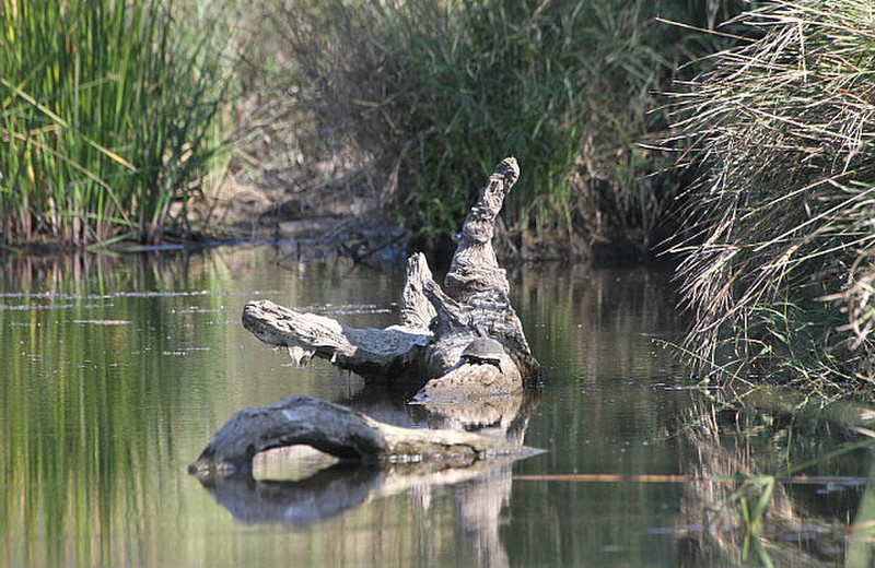 Yoga on Oliphants River Bridge, with croc, leopard