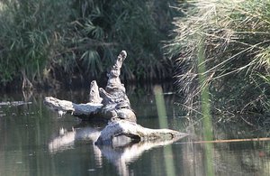 Yoga on Oliphants River Bridge, with croc, leopard