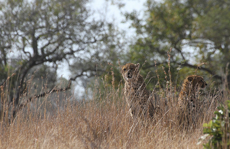 Two Cheetah Hunting