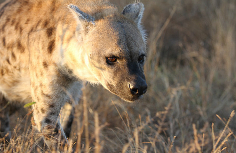Hyena looks very intent...