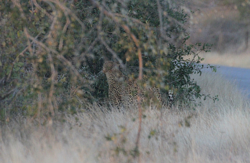 Look! Another  Leopard!