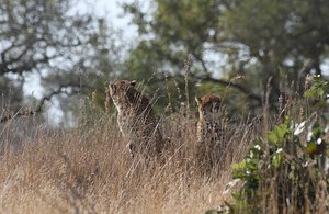 Two Cheetah Hunting