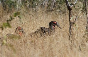 Ground hornbill mate only every 9 years