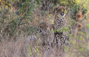 Look!!! More Cheetah!