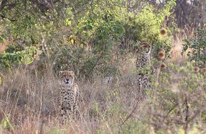 Two cheetah on the hunt during the day!