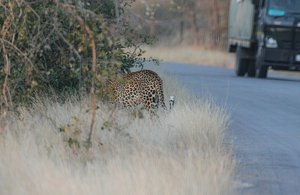 Look! Another  Leopard!