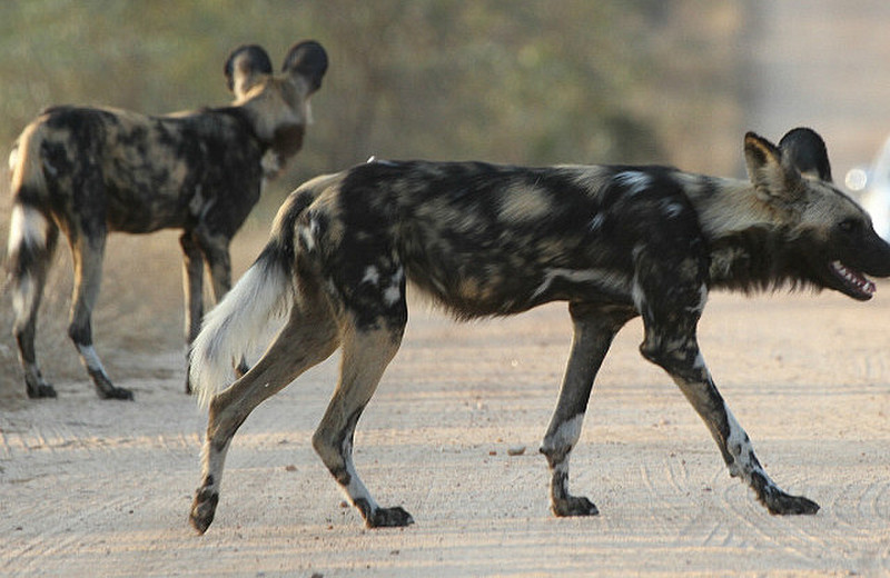 Painted Wolves (African Wild Dogs)