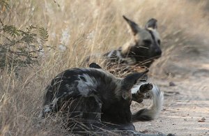 African Painted Wolves