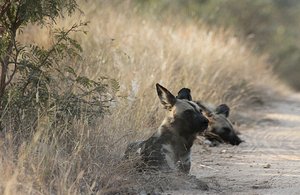 African Painted Wolves