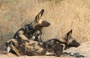 Painted Wolves (African Wild Dogs)
