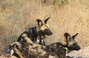 Painted Wolves (African Wild Dogs)