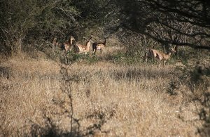 Walking Safari Kruger NP