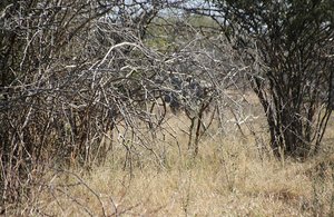 Walking Safari Kruger NP