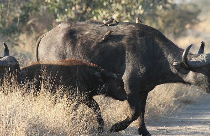 /buffalo crossing the road
