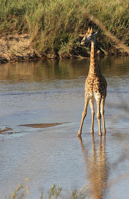 giraffe crossing the river