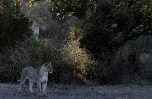 Early morning lions