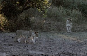 Early morning lions