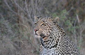 leopard up close and personal