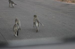 baboons on the prowl