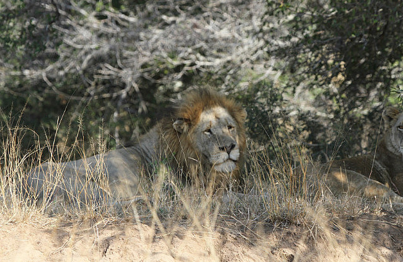 Beautiful male and female lion