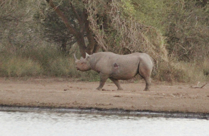 Black Rhino after sundown