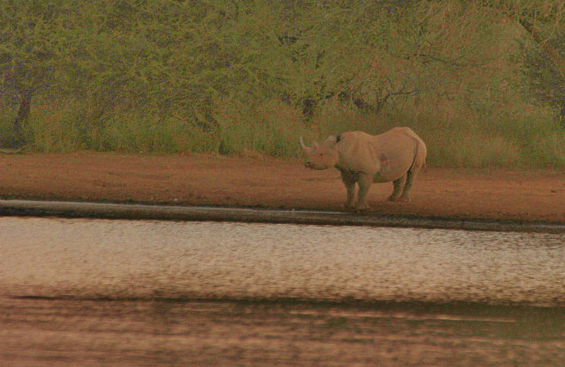 Black Rhino after sundown