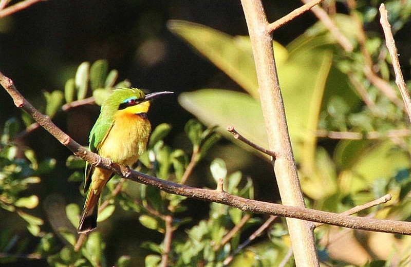 nice bee-eater