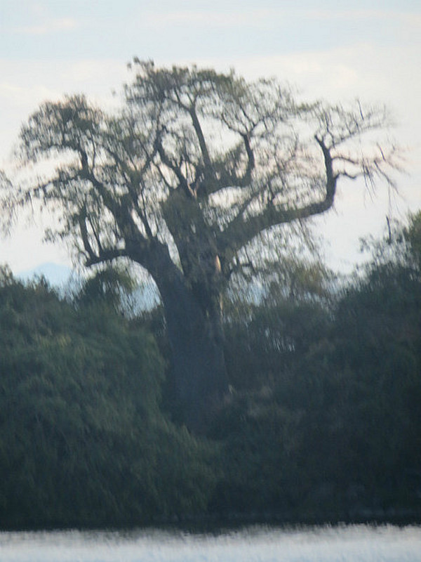 lovely baobab trees everywhere