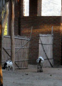 goats sneaking in