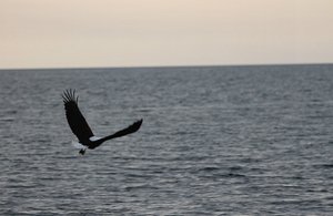 sunset with the eagles on Mama Afrika