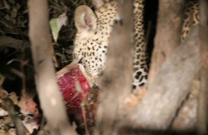Leopard Dines at Night: Evening Safari with Conrad