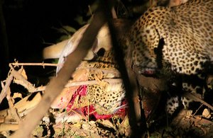 Leopard Dines at Night: Evening Safari with Conrad