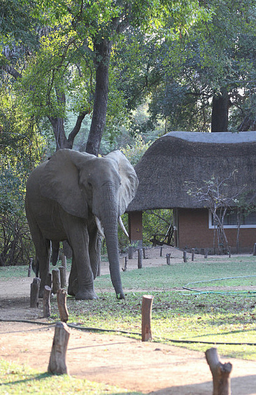 The Clack of Ivory Near Chalets @ Wildlife Camp