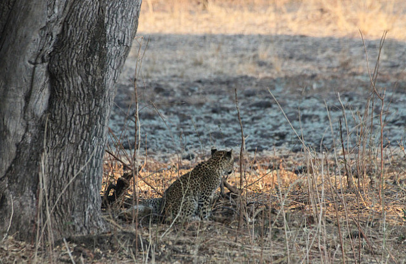 Young Leopard Cubs Left Alone