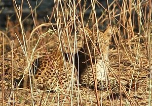 Young Leopard Cubs Left Alone