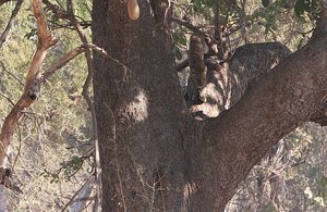 Secret life of Leopard Cubs