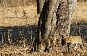 Secret life of Leopard Cubs