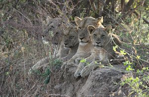  lions looking down