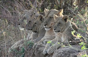  lions looking down